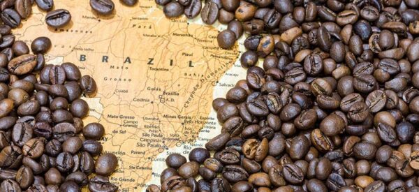 Brazilian Arabica (Medium) - Image 6