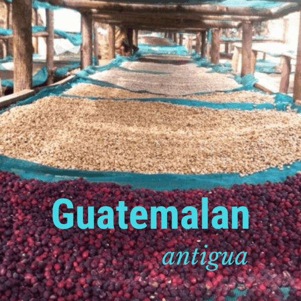 Guatemalan Antigua - Fresh Roasted 10.00% Off Auto renew - Image 2