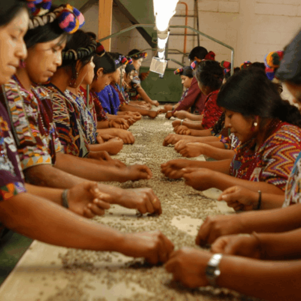 Guatemalan Antigua - Fresh Roasted 10.00% Off Auto renew - Image 5